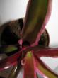 neoregelia