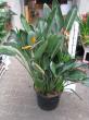 strelitzia reginae