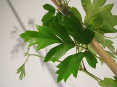 cissus rhombifolia "ellen danica"