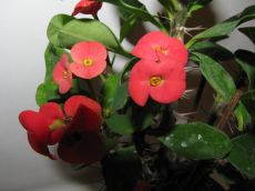 euphorbia milii