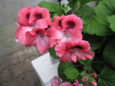 pelargonium