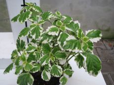 plectranthus