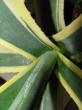 agave americana