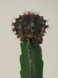 gymnocactus