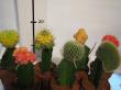 gymnocactus