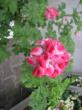 pelargonium