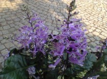 plectranthus "mona purple"