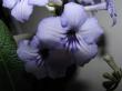 s. "crystal beauty"