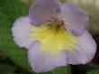 streptocarpus "charlotte"