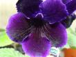 streptocarpus "olwen"