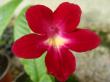 streptocarpus "texas hot chilli"