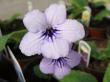 streptocarpus "crystal beauty"