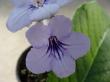 streptocarpus "crystal beauty"