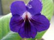 streptocarpus "amanda"