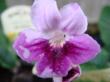 streptocarpus "stephanie"