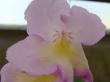 streptocarpus "emily"