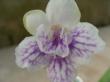 streptocarpus "chorus line"