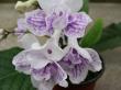 streptocarpus "chorus line"