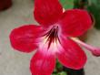 streptocarpus "happy snappy"