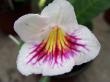 streptocarpus "awena"