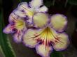 streptocarpus "seren"