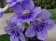 streptocarpus bethan