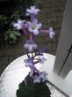 streptocarpus parfuflora