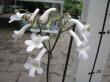 streptocarpus parfuflora bílý