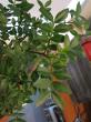 pistacia lentiscus