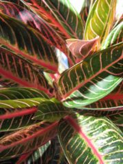 aglaonema "red diamond"