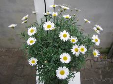 argyranthemum frutescens bílá