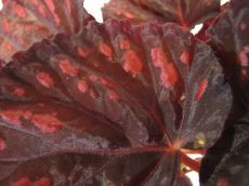 begonia rex