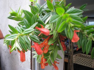 columnea "krakatau"