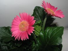 gerbera