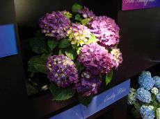 hydrangea macrophylla