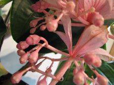 medinilla magnifica