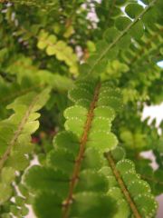 nephrolepis cordifolia