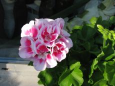 pelargonium zonale