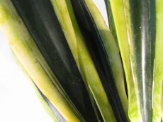 sansevieria " black gold"