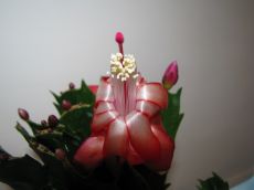 schlumbergera truncata