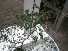 sophora japonica " little baby "- sofora