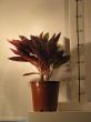 aglaonema "red diamond"