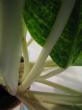 aglaonema "big mama"