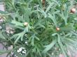 argyranthemum frutescens bílá