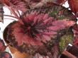 begonia rex