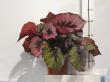 begonia rex