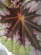 begonia rex