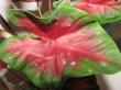 caladium