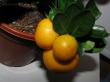 citrus calamondin