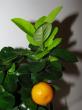 citrus calamondin